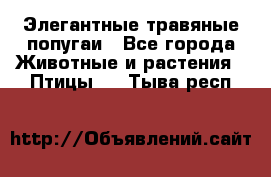 Элегантные травяные попугаи - Все города Животные и растения » Птицы   . Тыва респ.